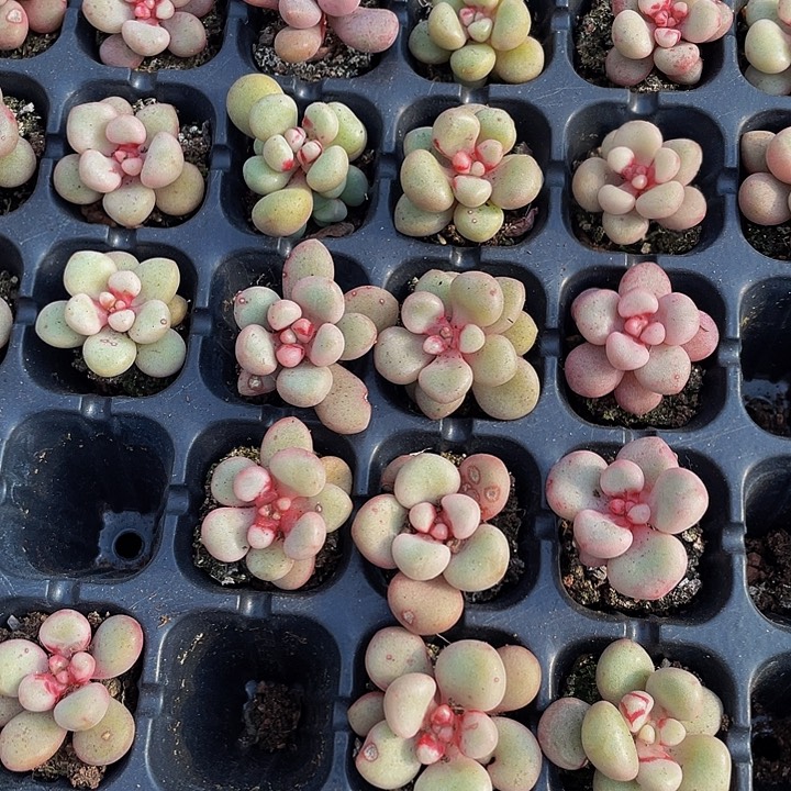 小先锋派1元带土发货