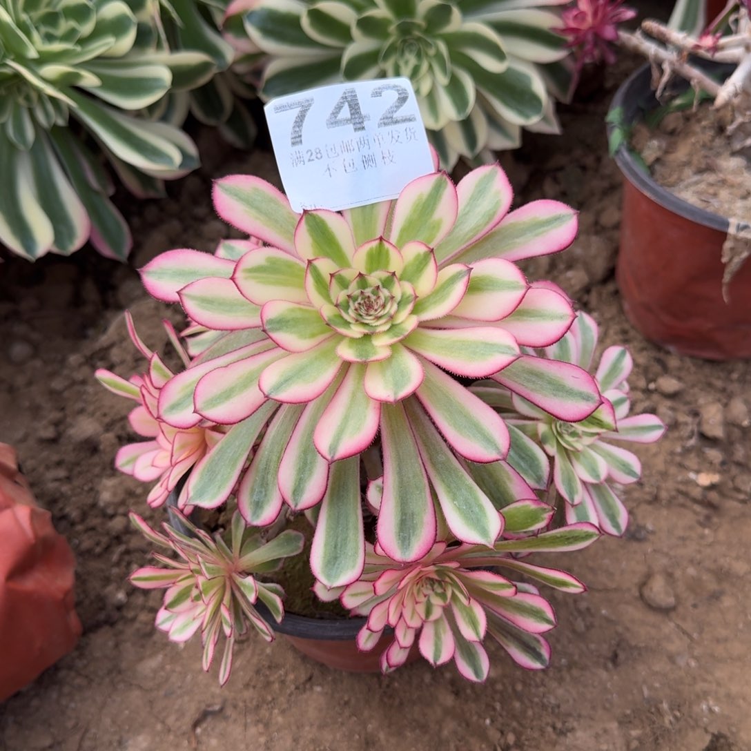 742号白月光清棚不包损