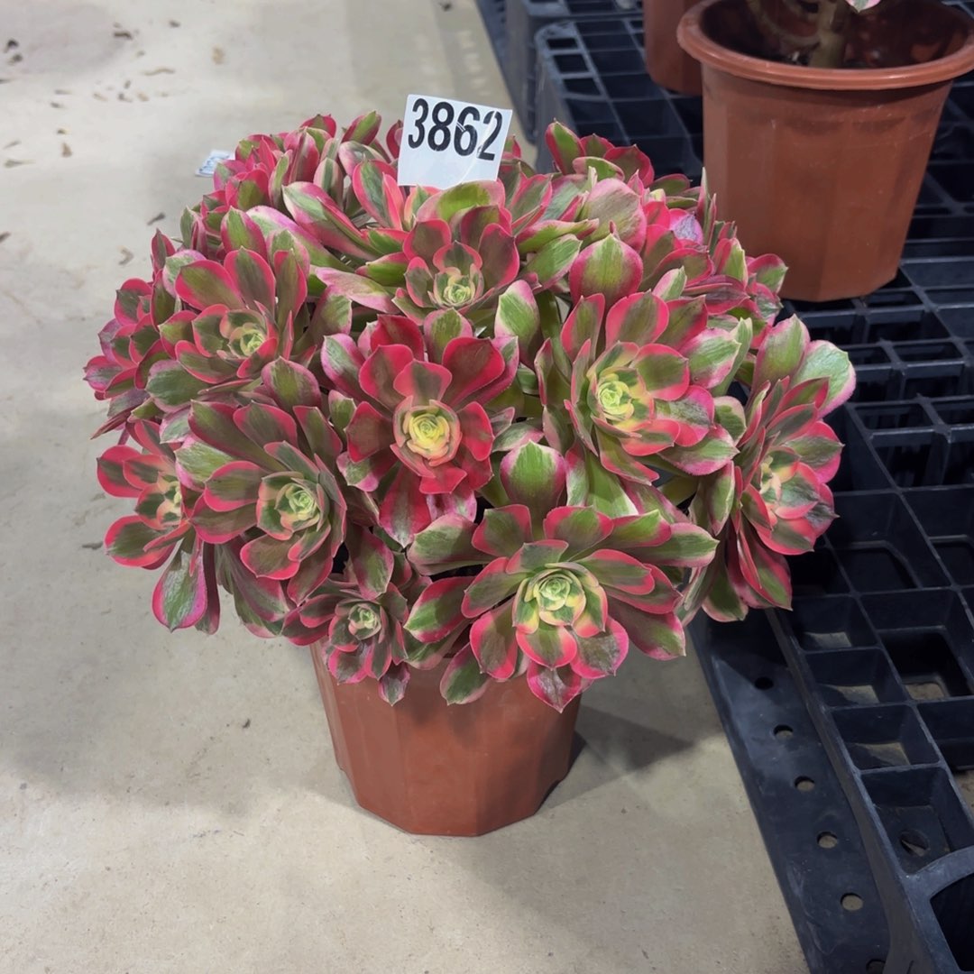 无花朵3862粉女郎1111111