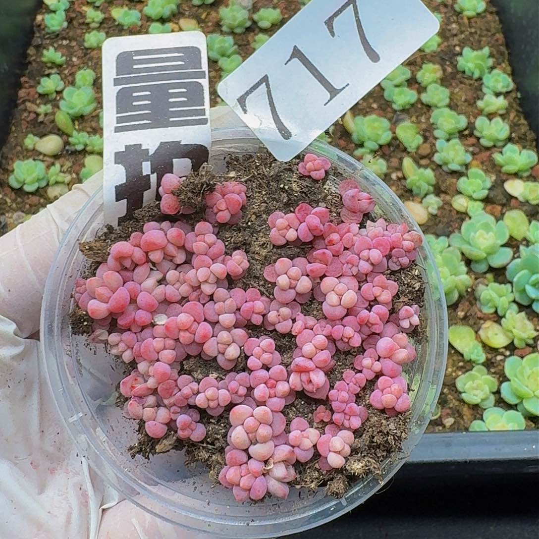 多肉植物多肉植物717量拍