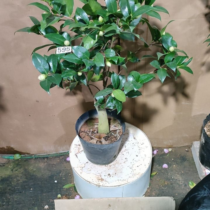 595罗斌斯，原盆原土发货，不包邮