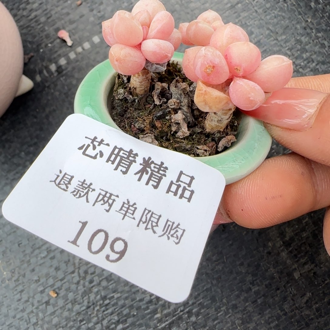 闪购精品多肉109号
