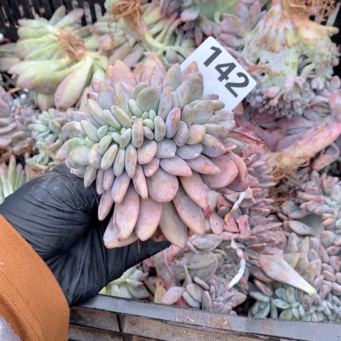 清***新142 瑕疵粉兔缀哇哇哇