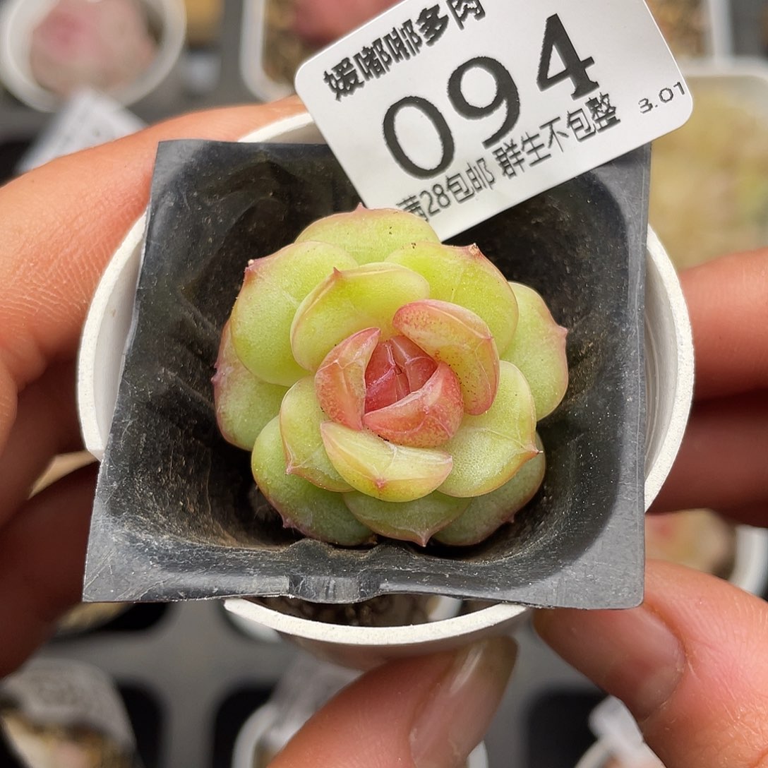094 3.3一物一拍精品美肉