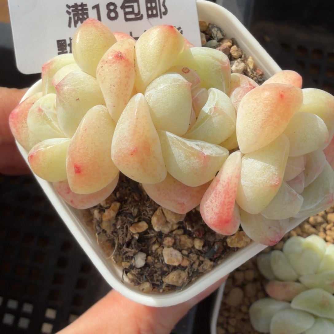 东篱下多肉哈哈哈31