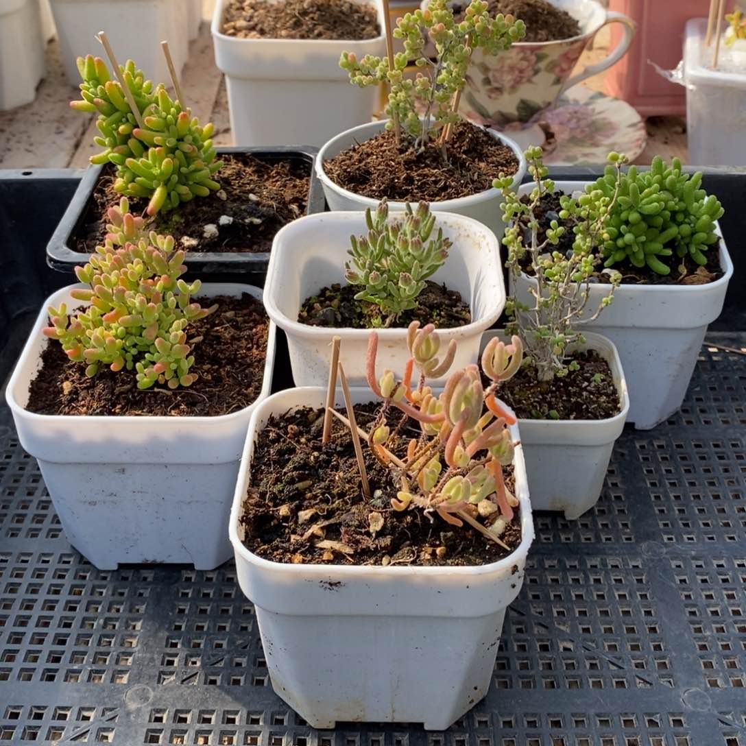 枝干番杏多肉植物326