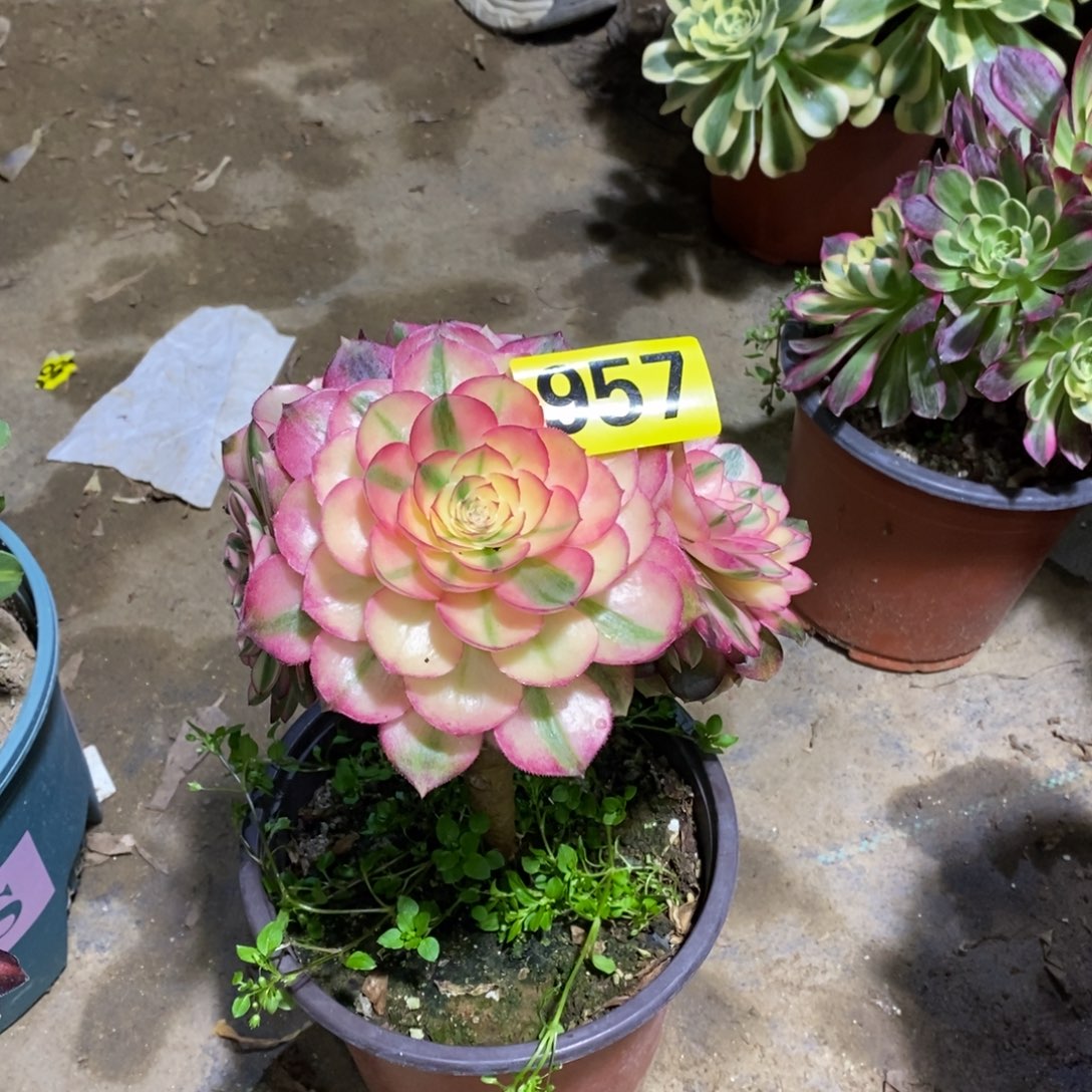 青城有疤有砍多肉法师957