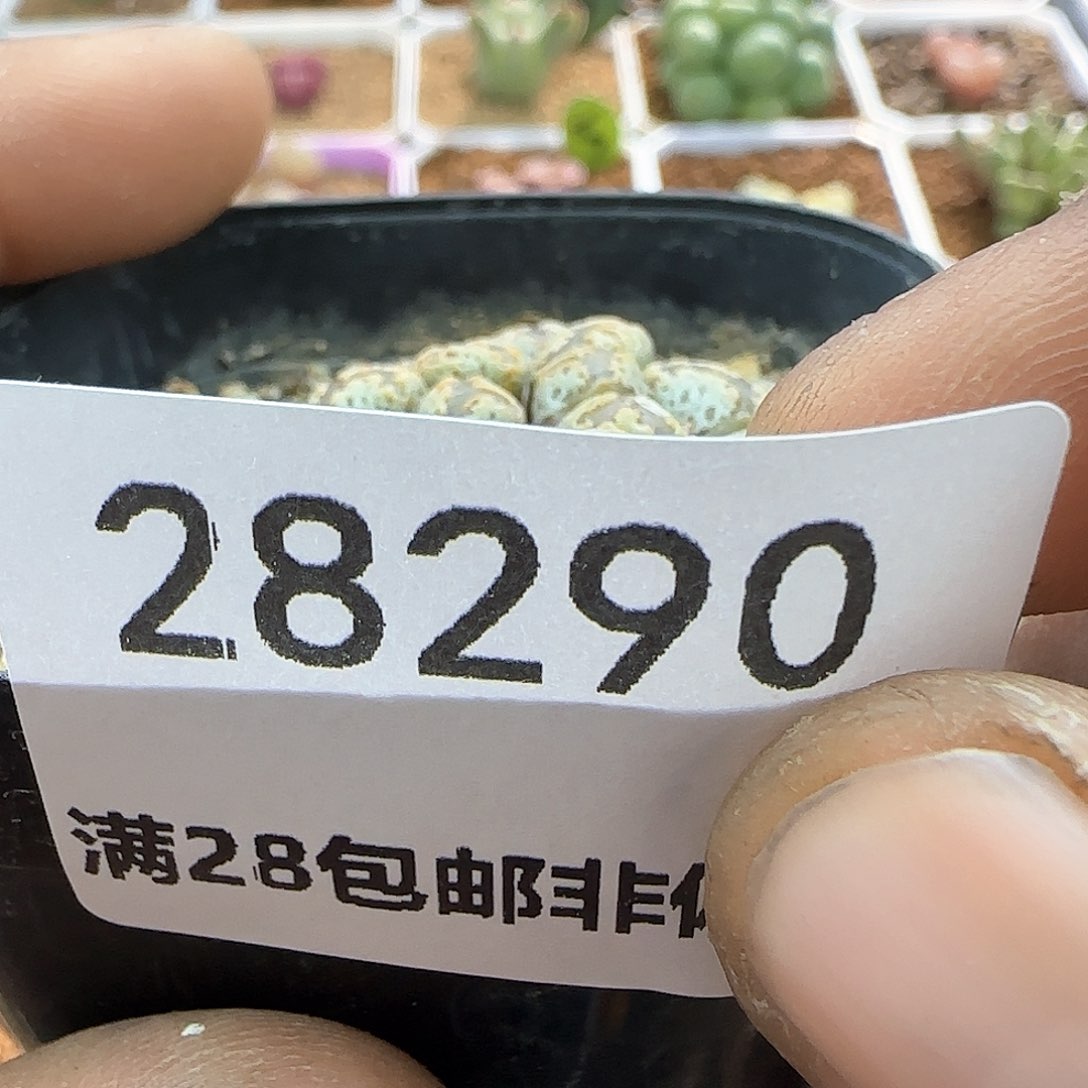 雪***?脱土28包邮28290