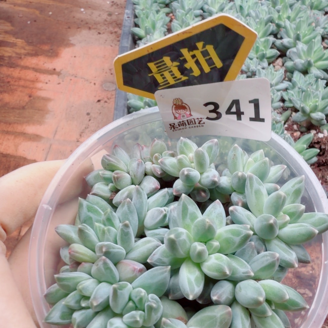 多肉植物多肉植物