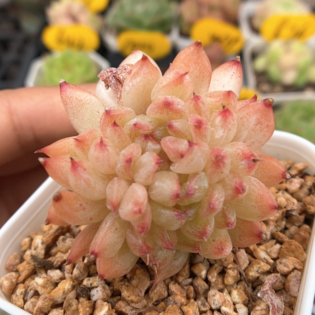 珍妮缀化3831号。     