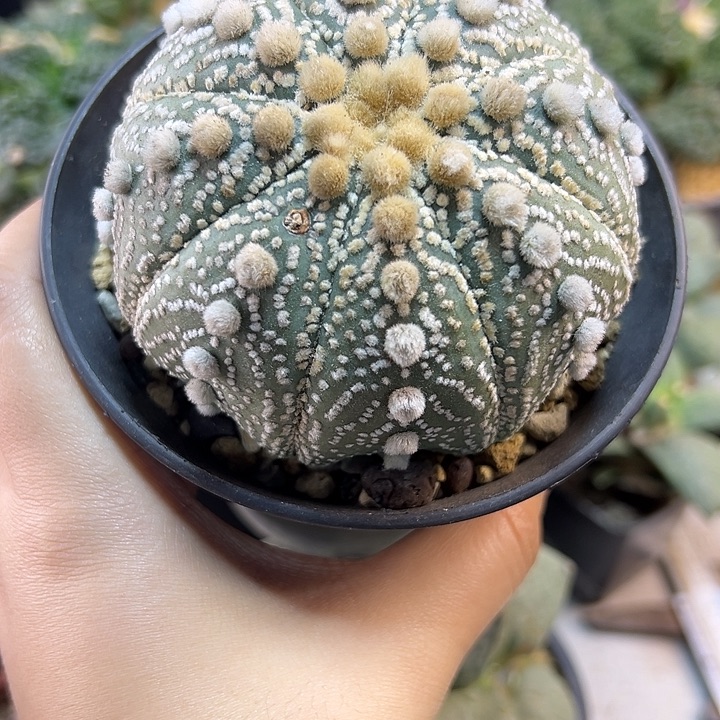 95号实生超兜8.3公分