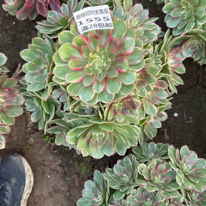 龙***女1555三号棚月华多肉A