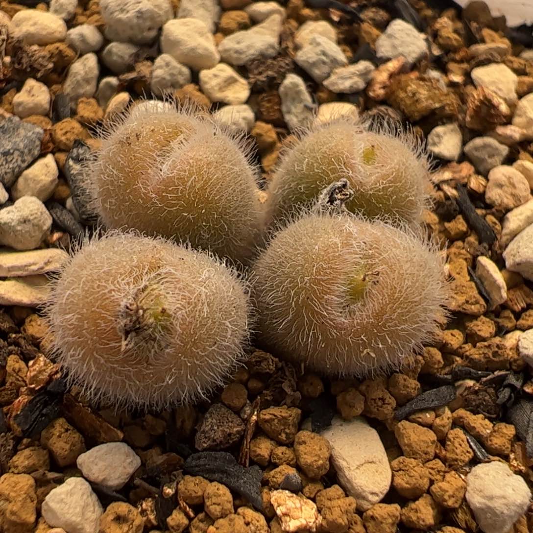 632多肉植物百科