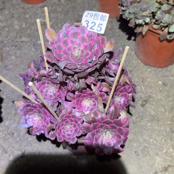 红铜白……不包断枝……多肉植物