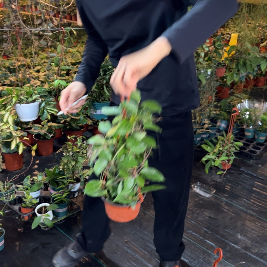 孟***³无花朵卡诺萨球兰