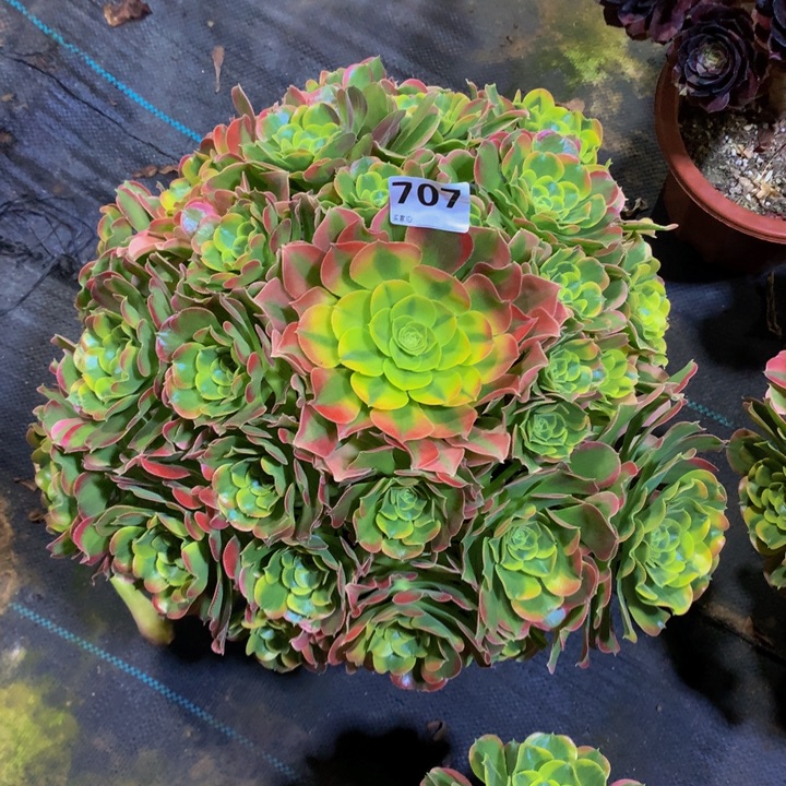 半***过无花朵特斯拉707000000