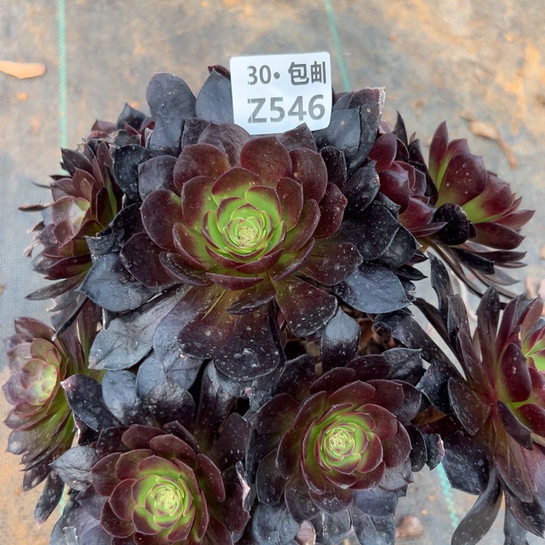 546赤艳连多肉法师