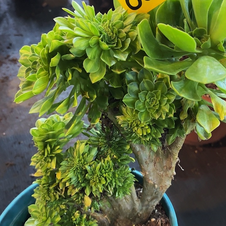 多肉植物缀化683