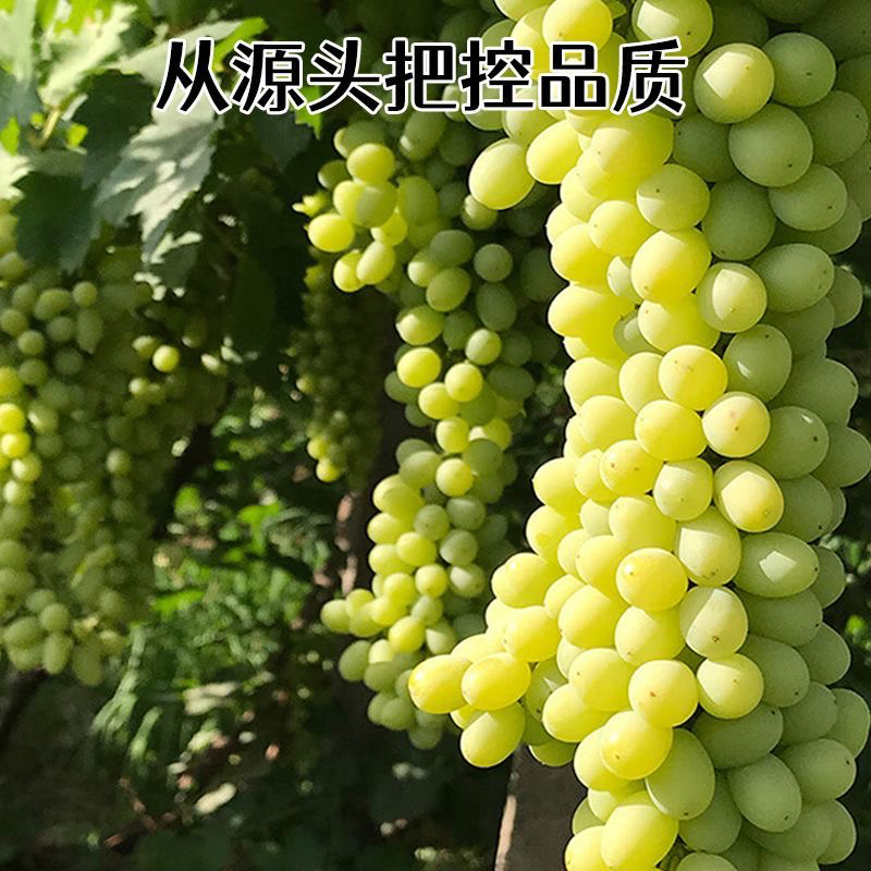 新疆吐鲁番空运小蜜蜂，原箱4.5-5斤，顺丰包邮新疆维吾尔自治区