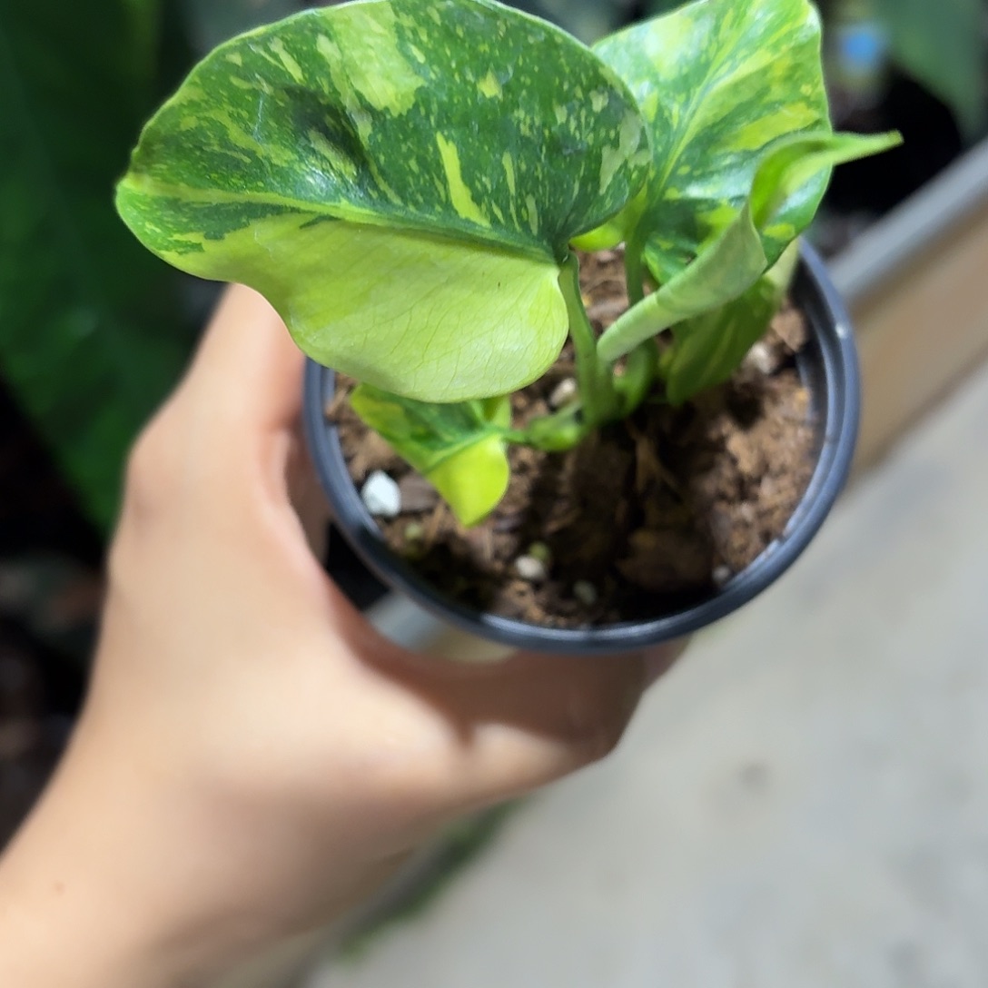 无花朵灯泡龟背竹小苗