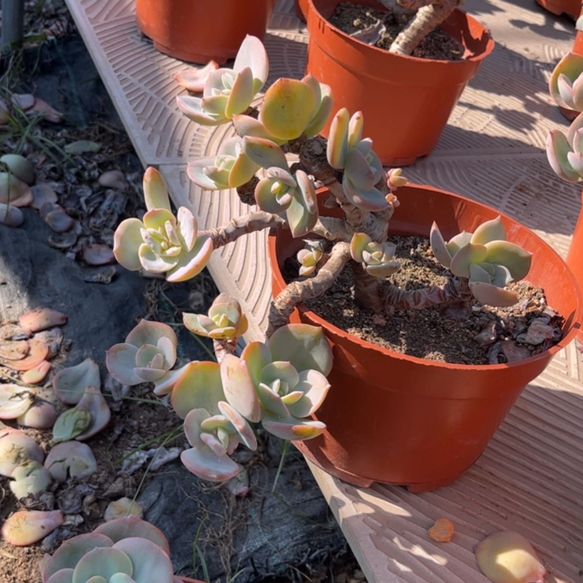 【闪购商品】无花朵西*