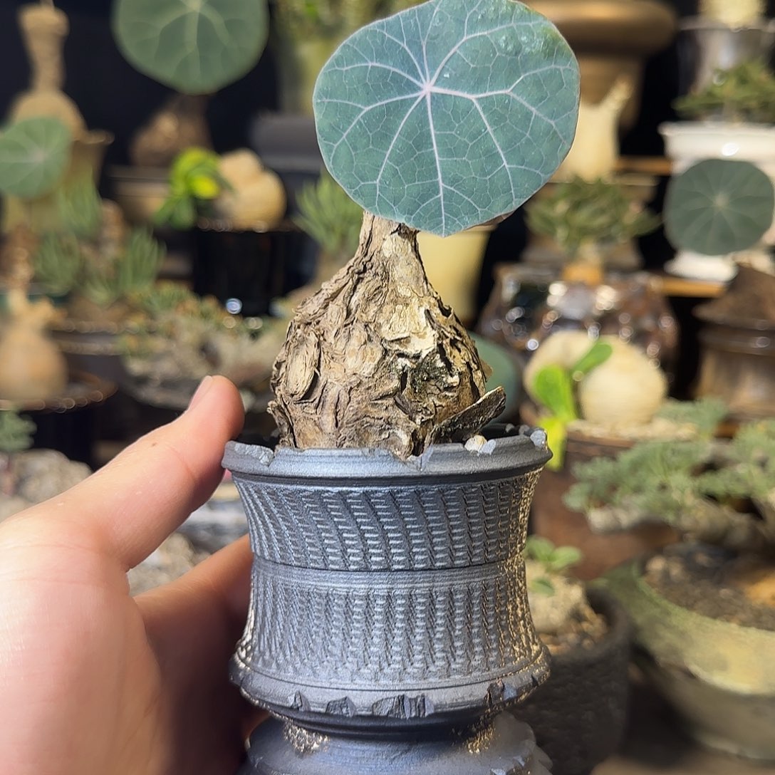 一物一拍老家一叶龟19