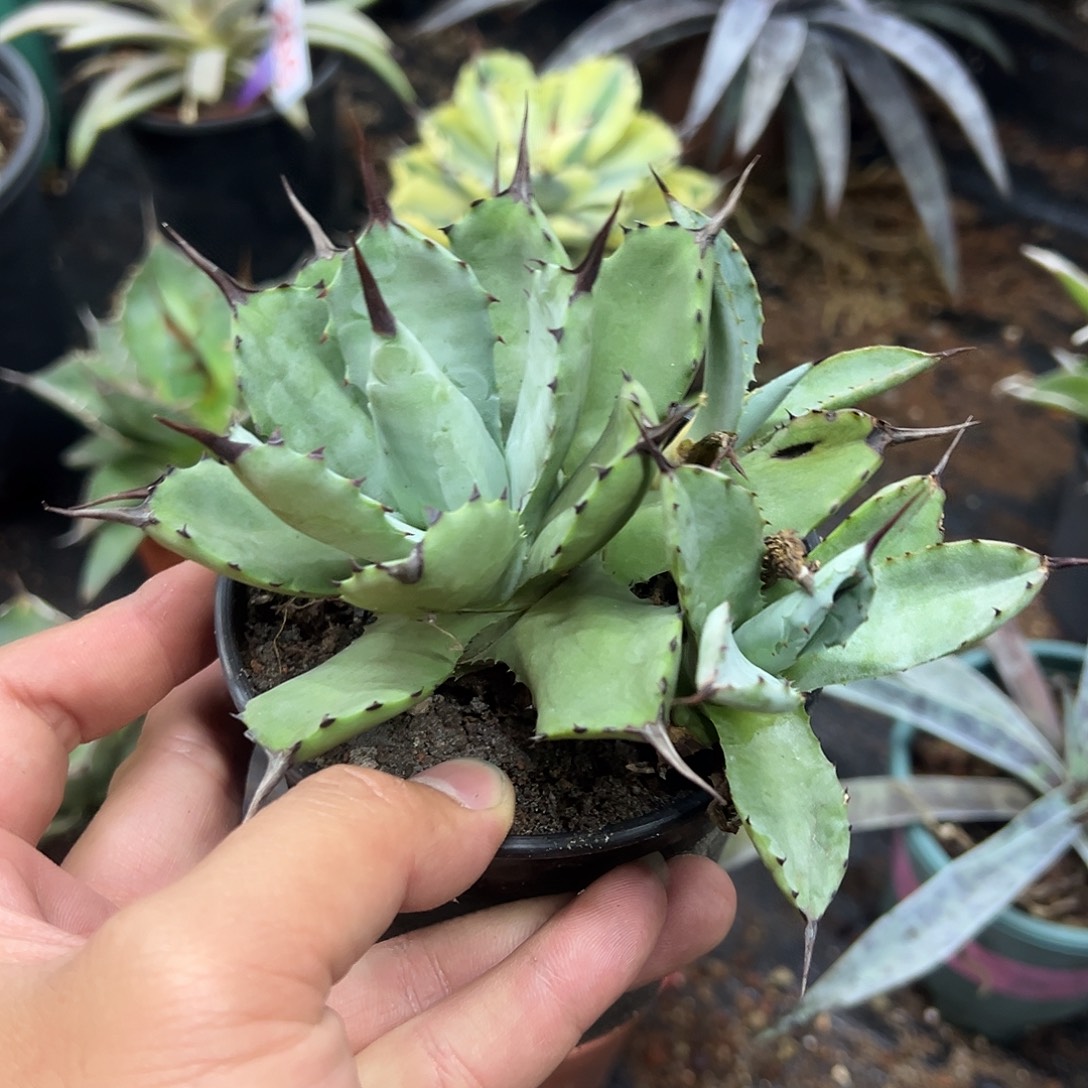 丸叶芭蕾龙舌兰姬芭蕾