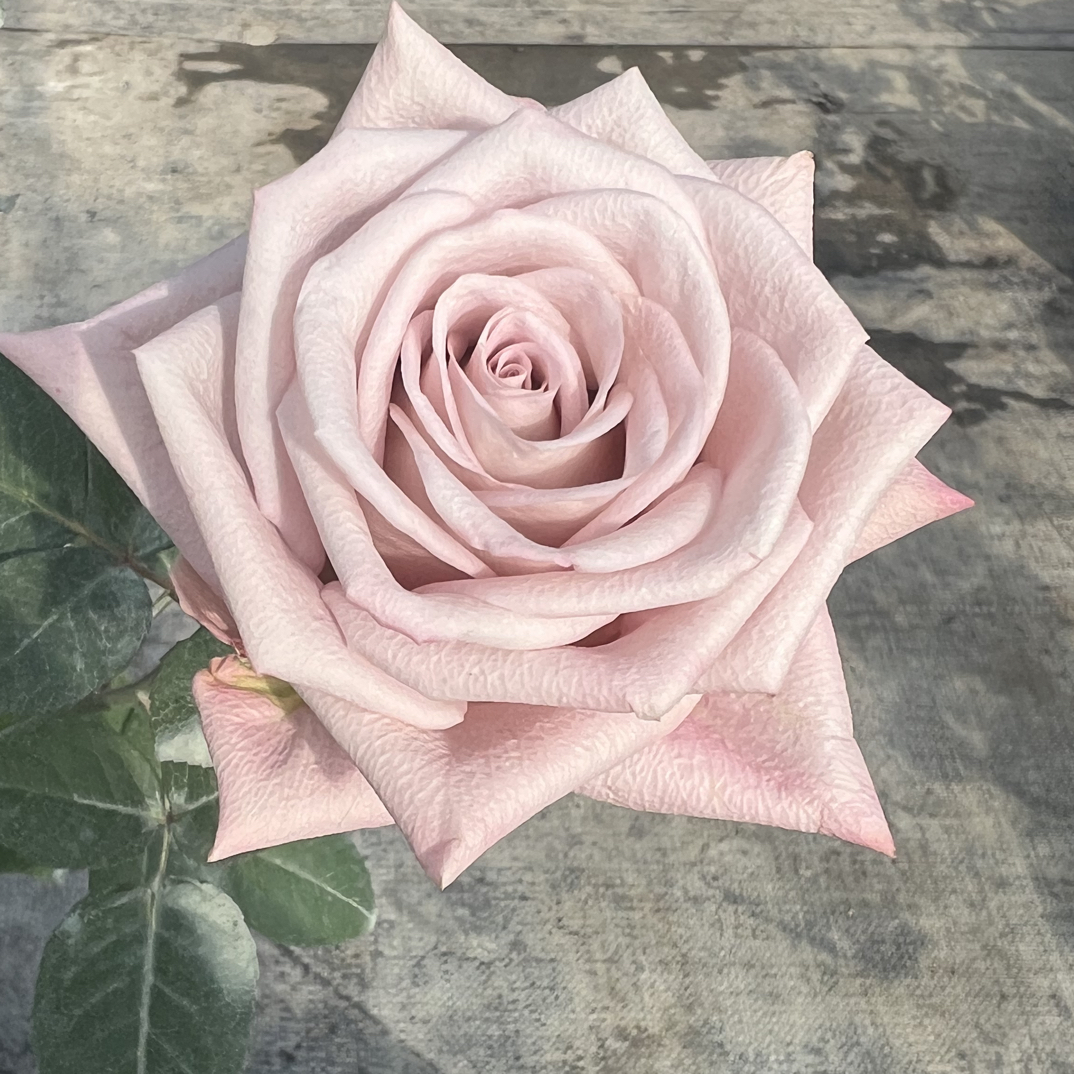 粉曼塔月季甜蜜曼塔玫瑰四季开花大花花期长庭院阳台种植