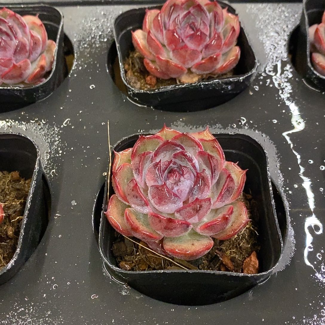 82。蓝莓单头。福利多多