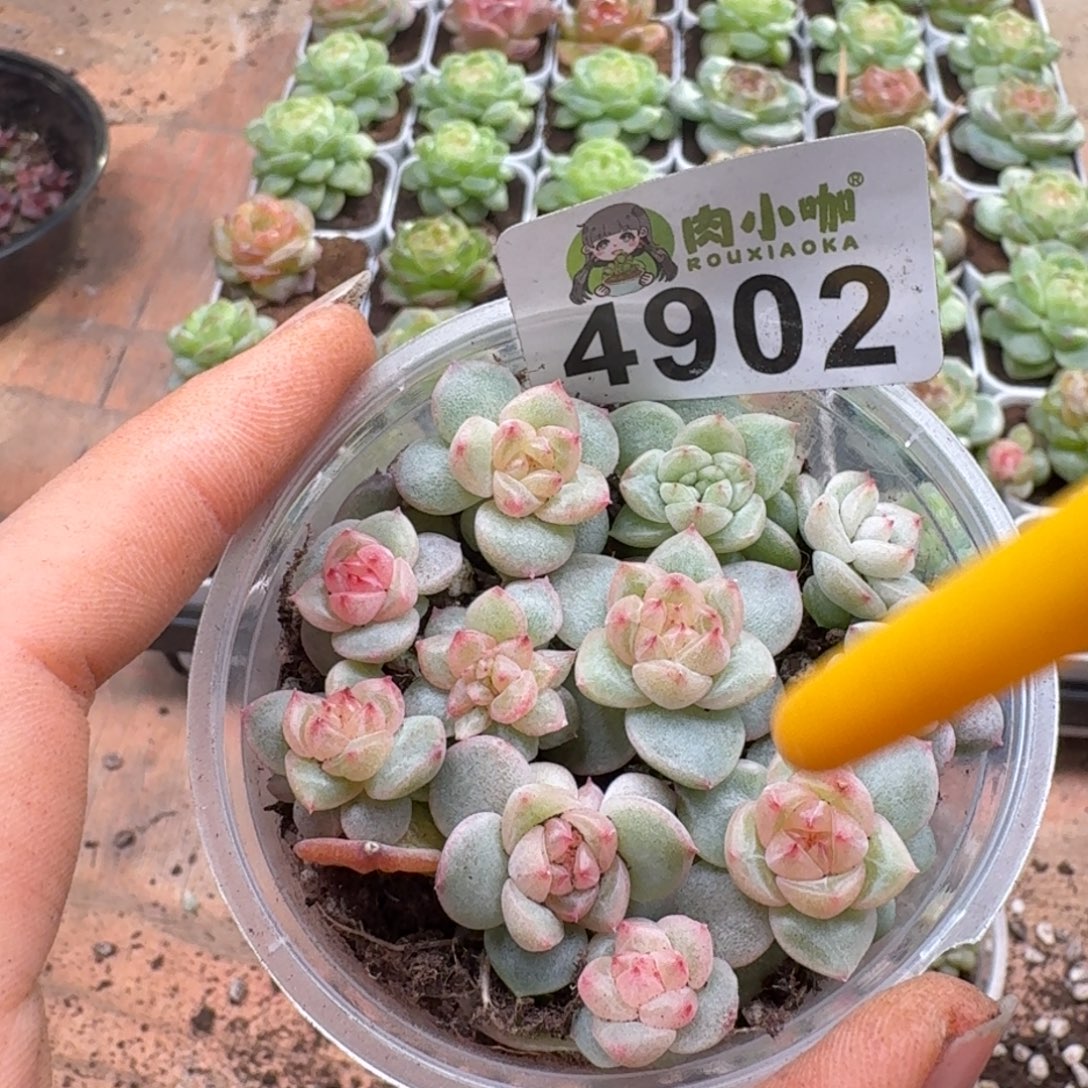 多肉植物多肉植物