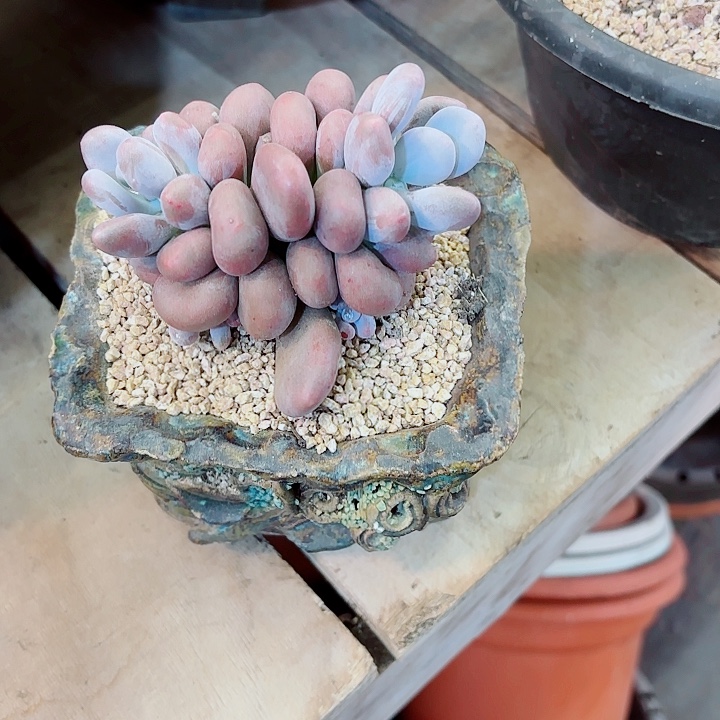 ლ***遇香水一物一拍孤品