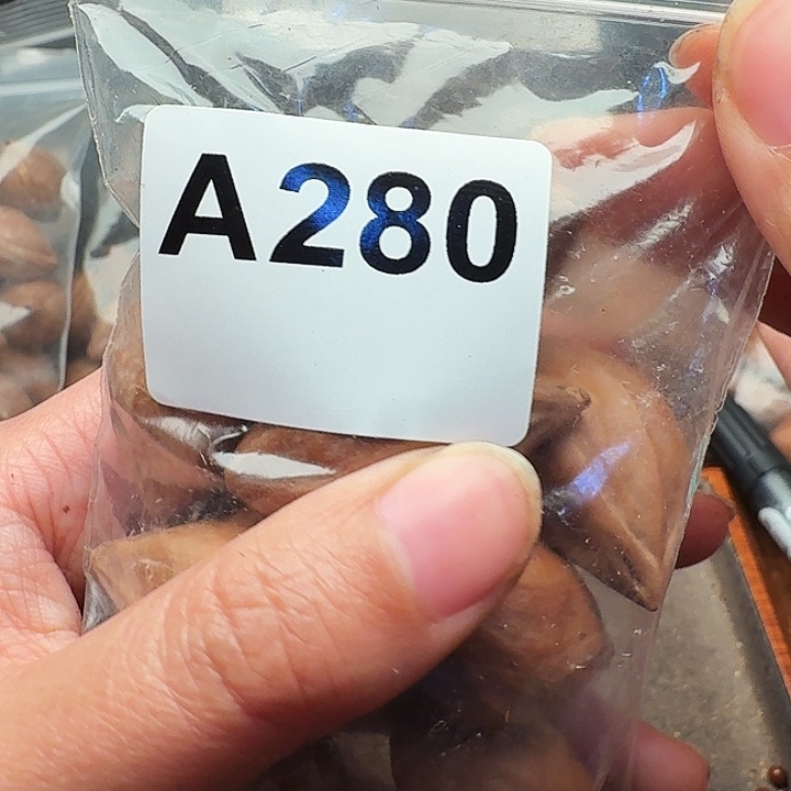 二***广橄榄核手串/手链橄榄