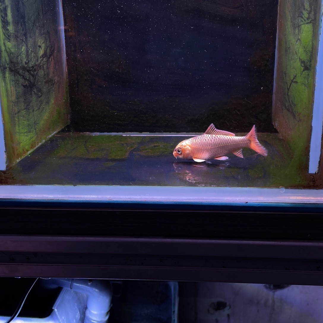 叁***亿海水鱼精品红色普身蝴蝶鲤鱼