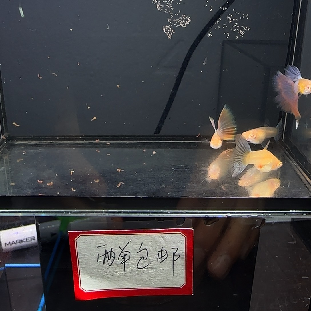 孔雀鱼天使彩虹两对