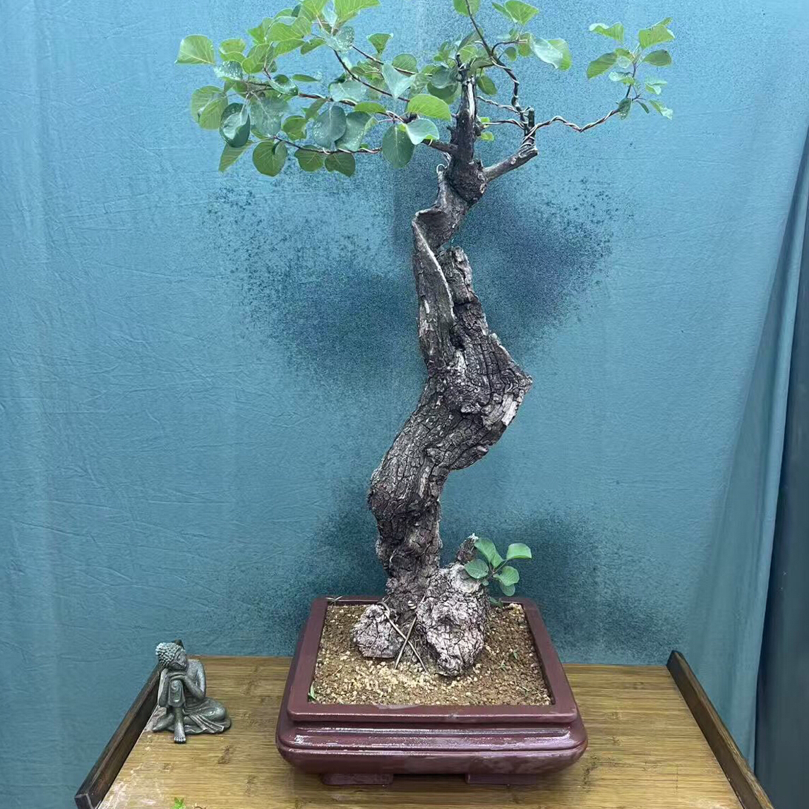 红叶黄栌直播间一物一拍不包邮