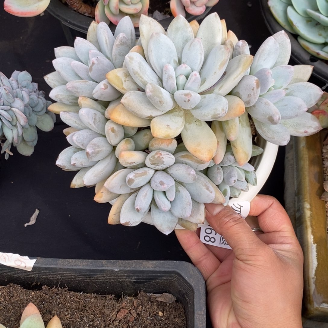 两单包邮1123-68香锁