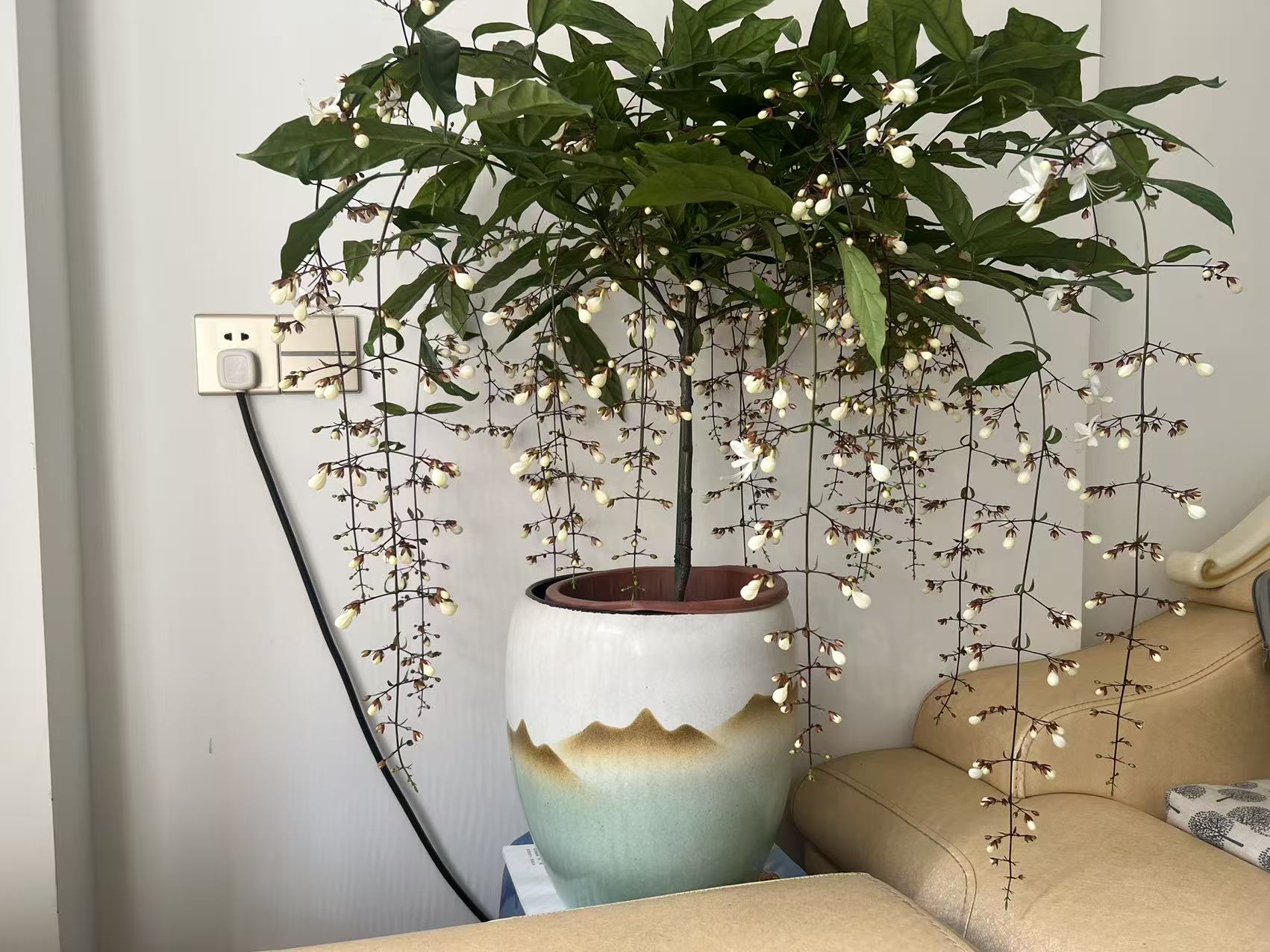 垂丝茉莉室内观赏盆栽四季开花好养带花苞网红花卉(直播链接)