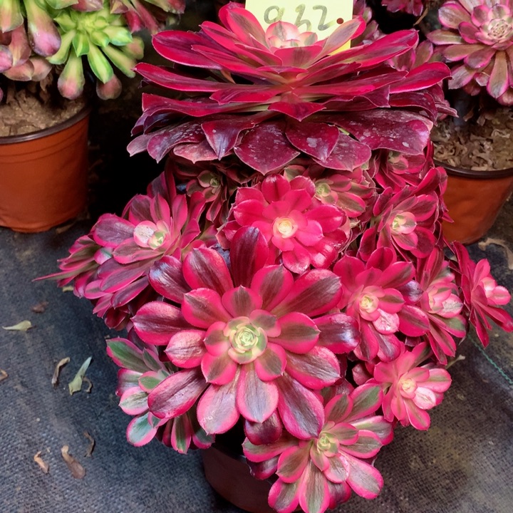 932美杜莎多肉111111