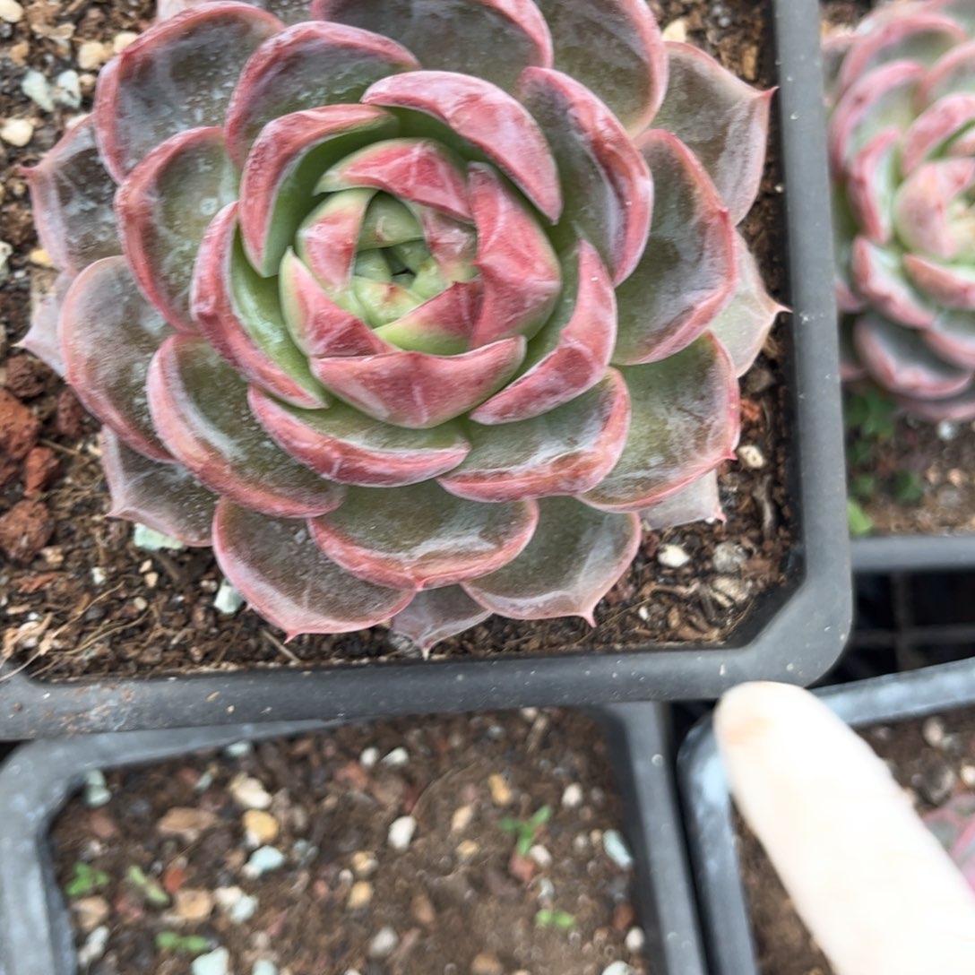 好姑娘多肉园艺，杂交