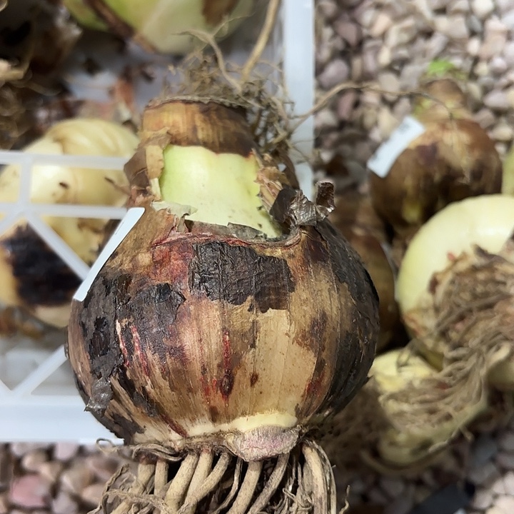 荷兰进口安吉拉12.11.1瑕疵球9包对版