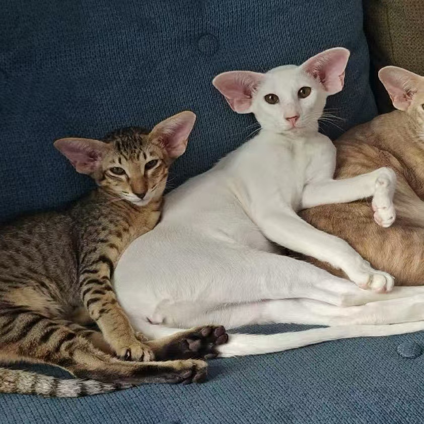 （王大白家多比）小猫咪活体