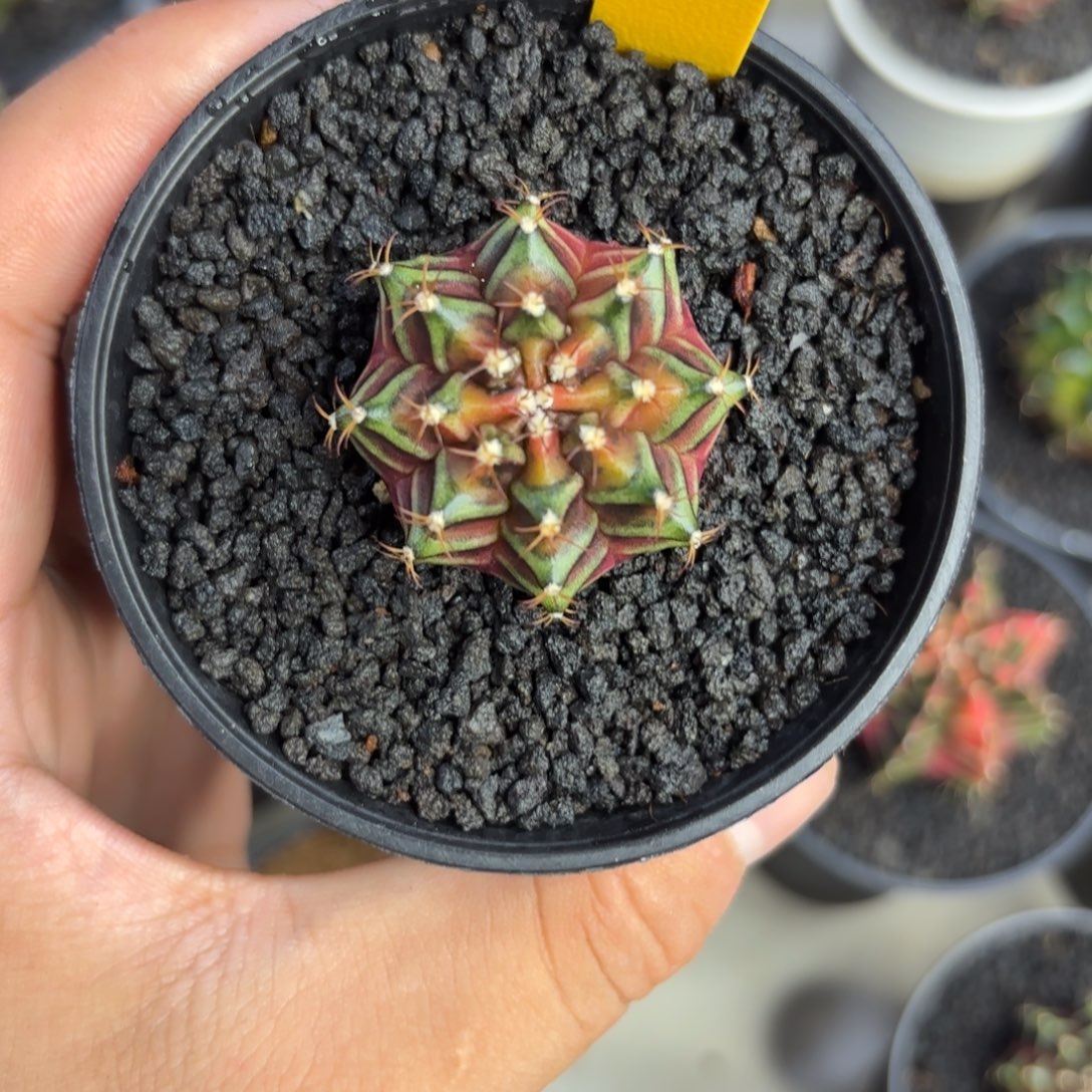 姑***爷102-1225泰国发货多肉