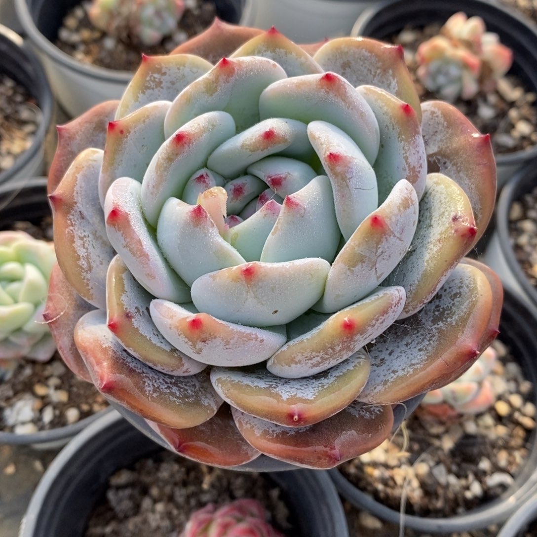 自助下单一物一拍，下滑链接多种品种多肉