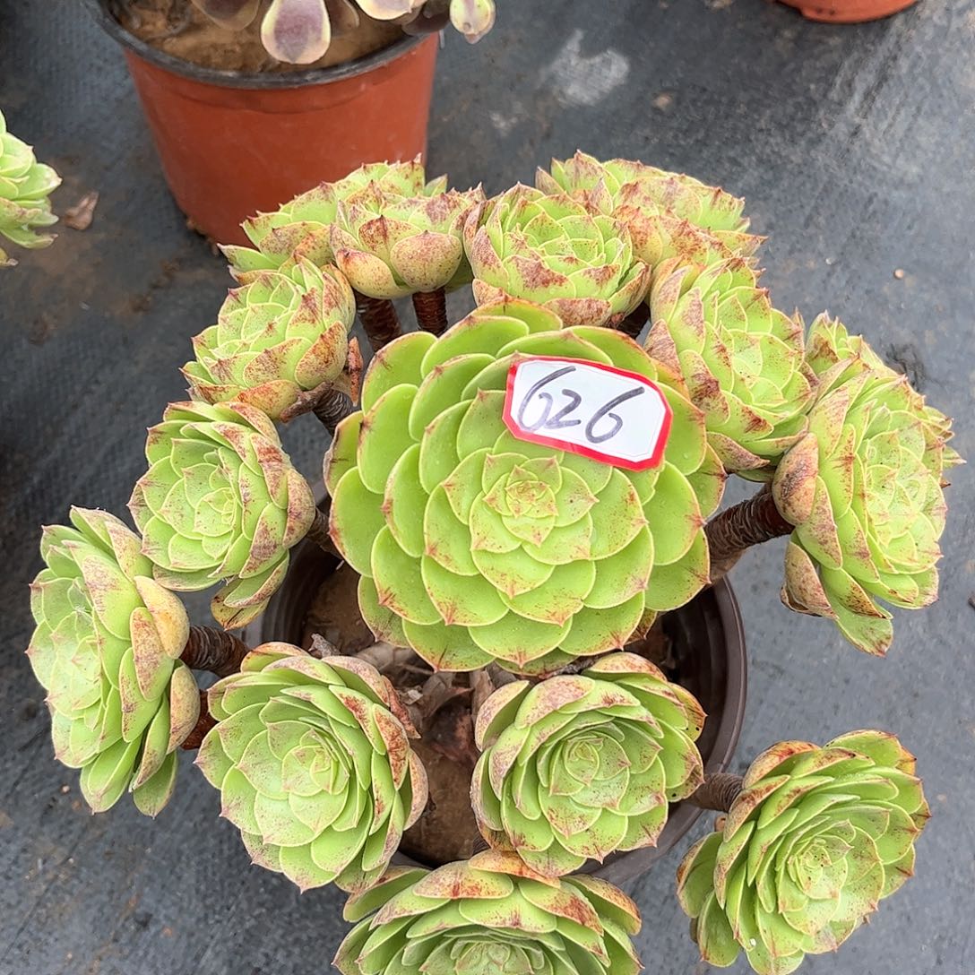 多肉植物626好多肉都