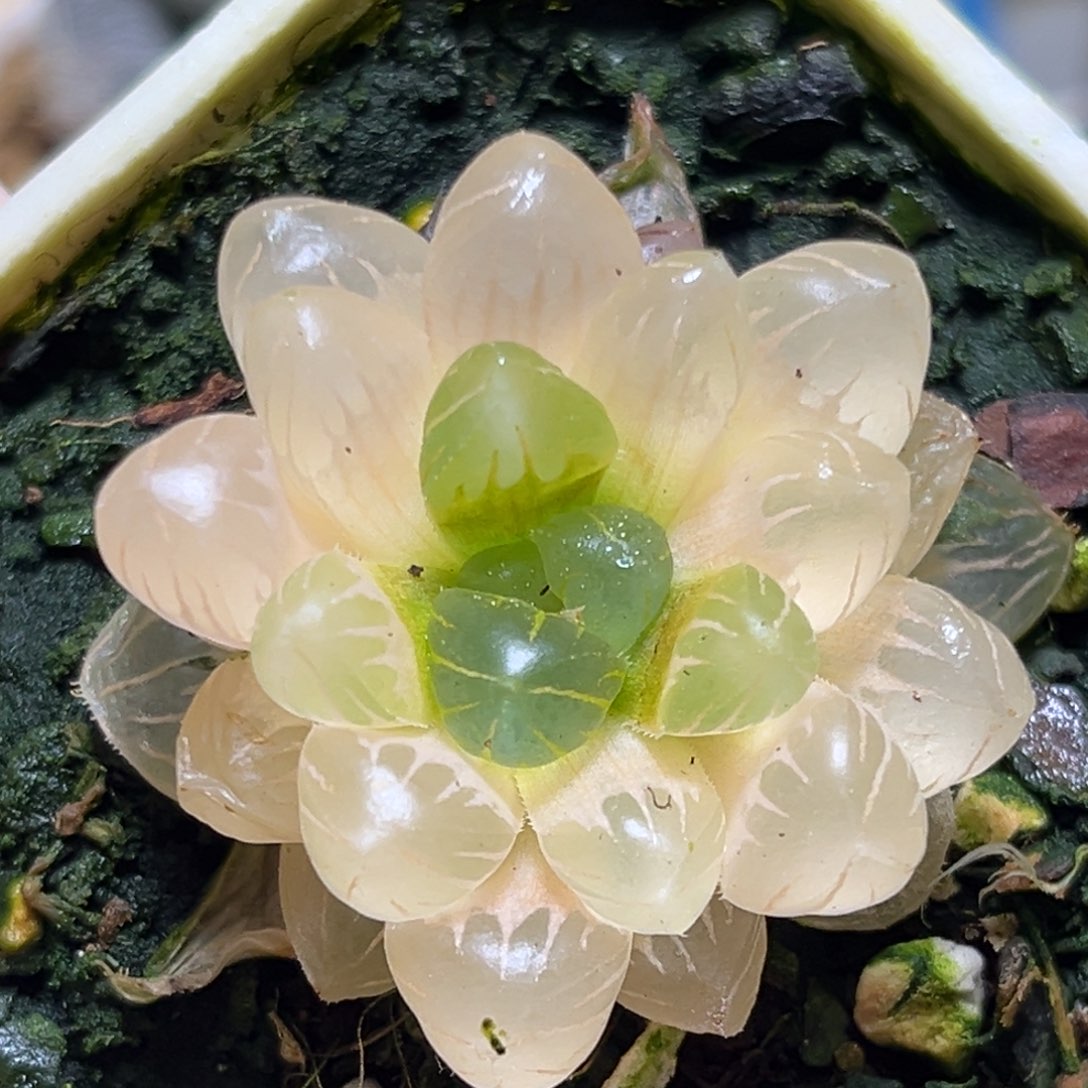 恭喜发财大吉大利619