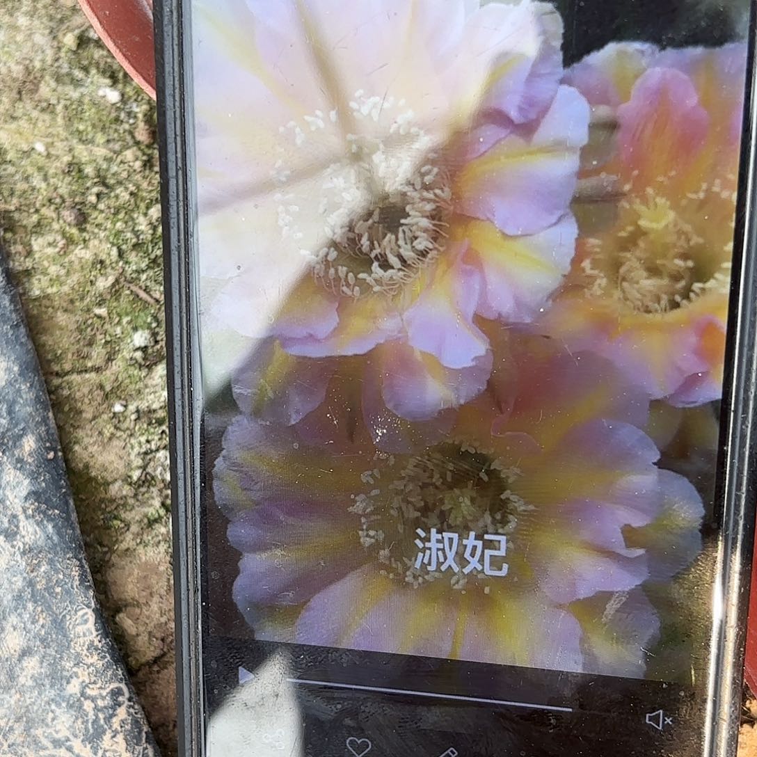 带根淑妃带根20包邮