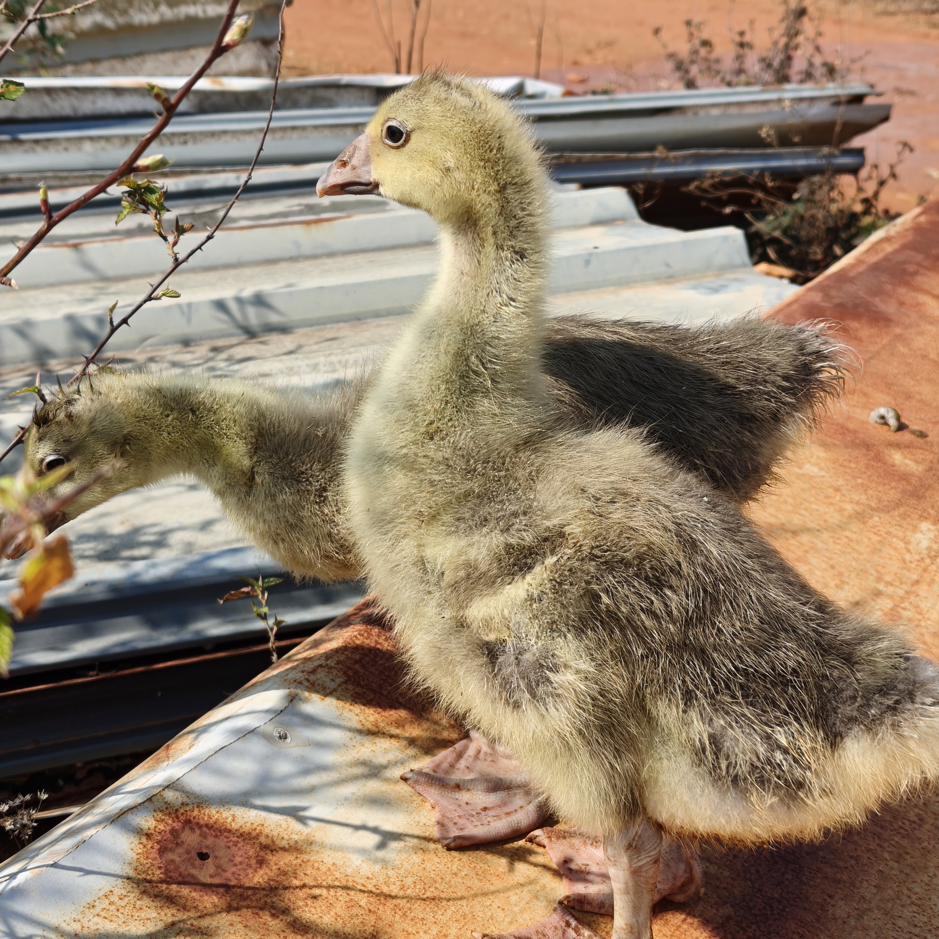 质保两天  2斤朗德鹅红嘴大雁鹅顺丰包邮鹅肉鲜嫩农村散养
