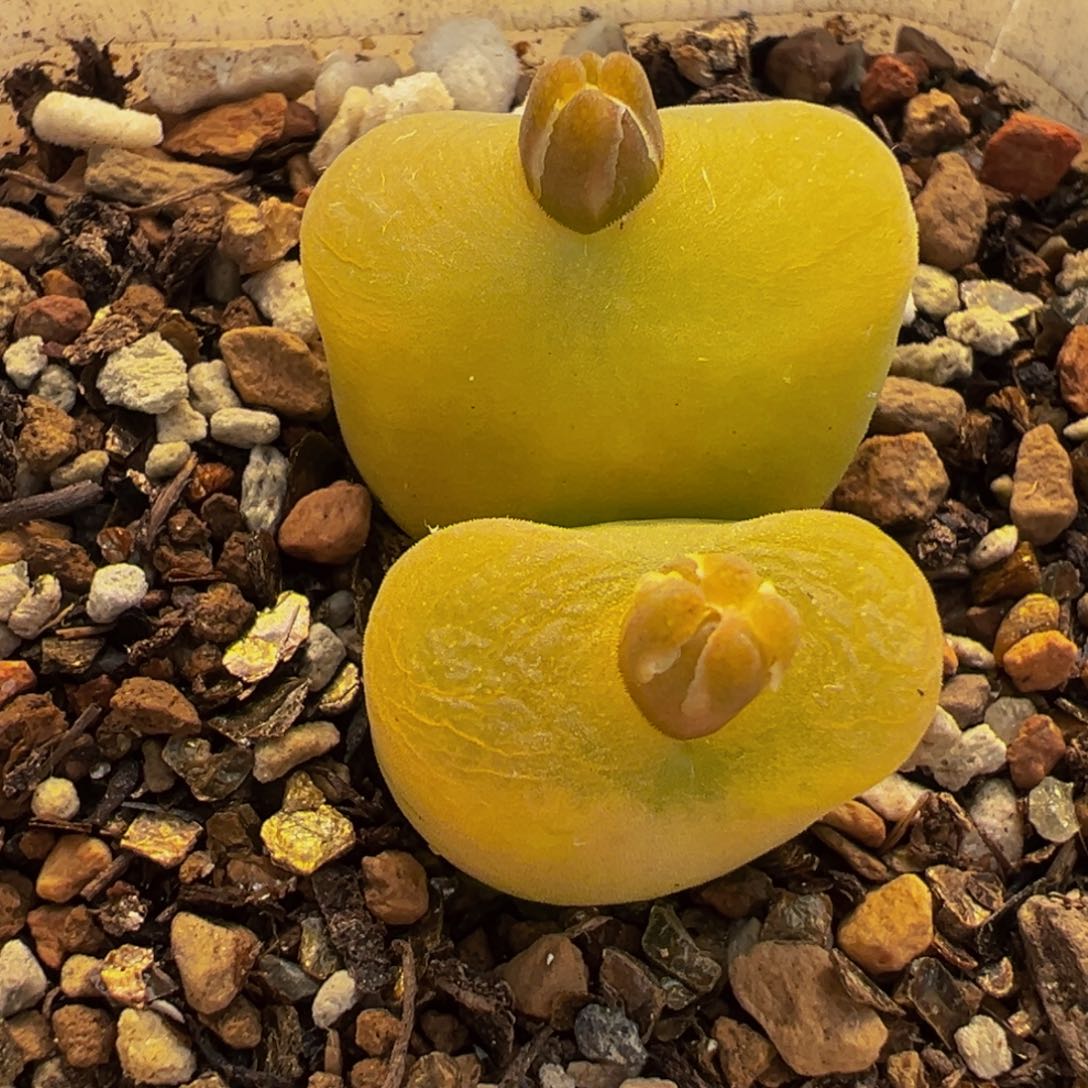 852多肉植物种类多样