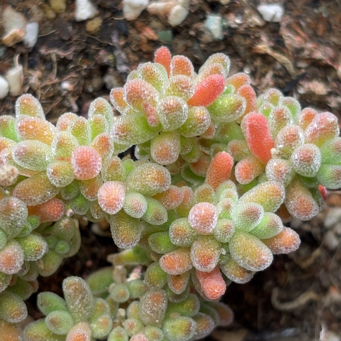 冰晶杂枝干番杏A424