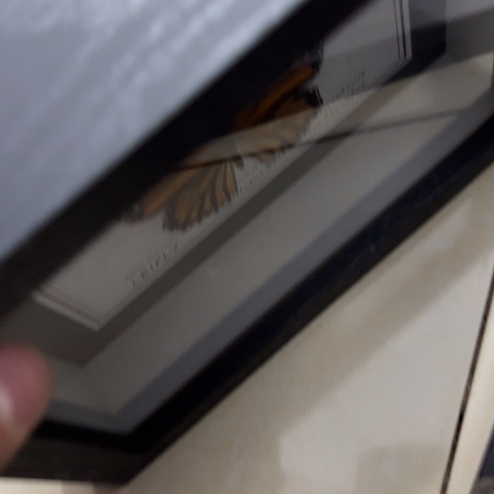 小****蝴蝶标本定制732@